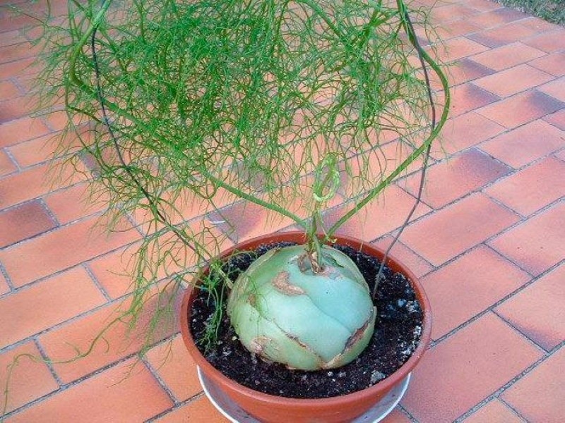 Фотография из интернета