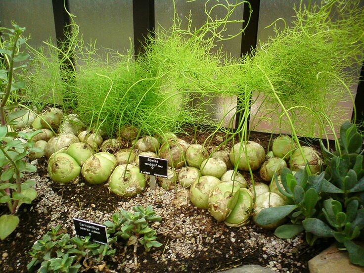 Фотография из интернета