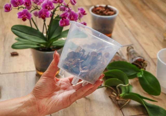 10 фактов об орхидее фаленопсис, которые надо знать новичку  📷
