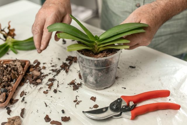 В природе фаленопсис живёт не в земле, а на деревьях, поэтому плотный грунт для него губителен. Крупная кора имитирует естественную среду: удерживает влагу, но оставляет корням главное — воздух и свободу.  📷
