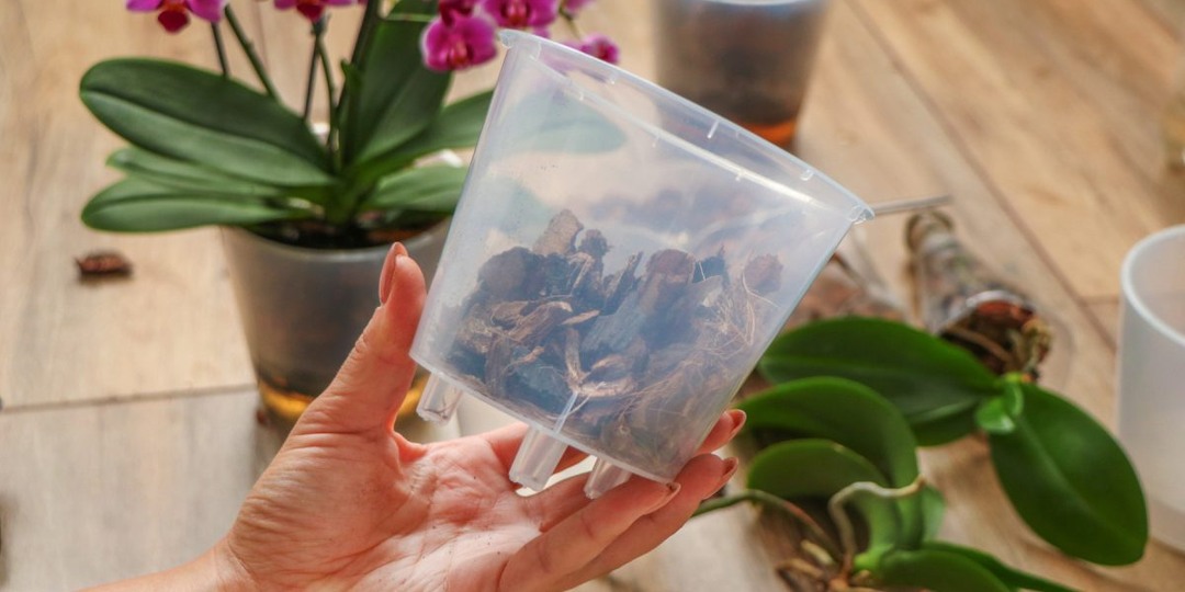 10 фактов об орхидее фаленопсис, которые надо знать новичку