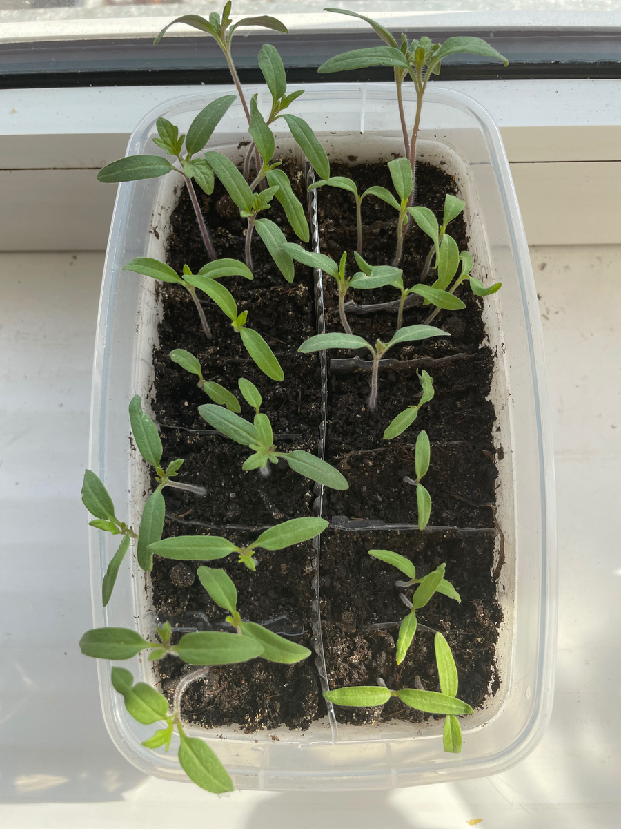 Фото автора 27.03.2026