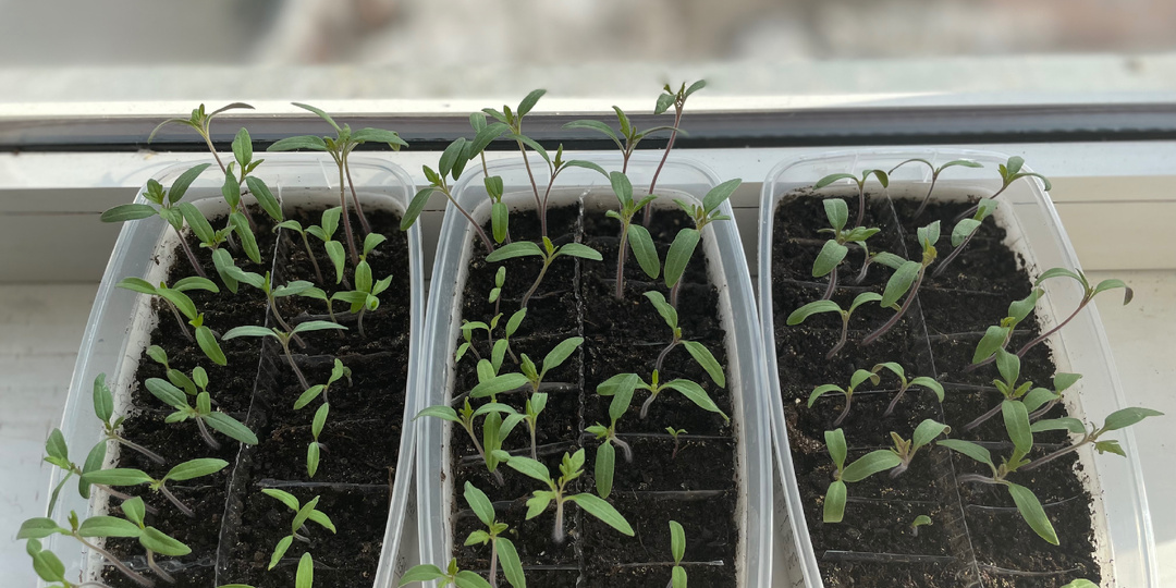 10 дней после посева томатов. Список по всходам 2026.