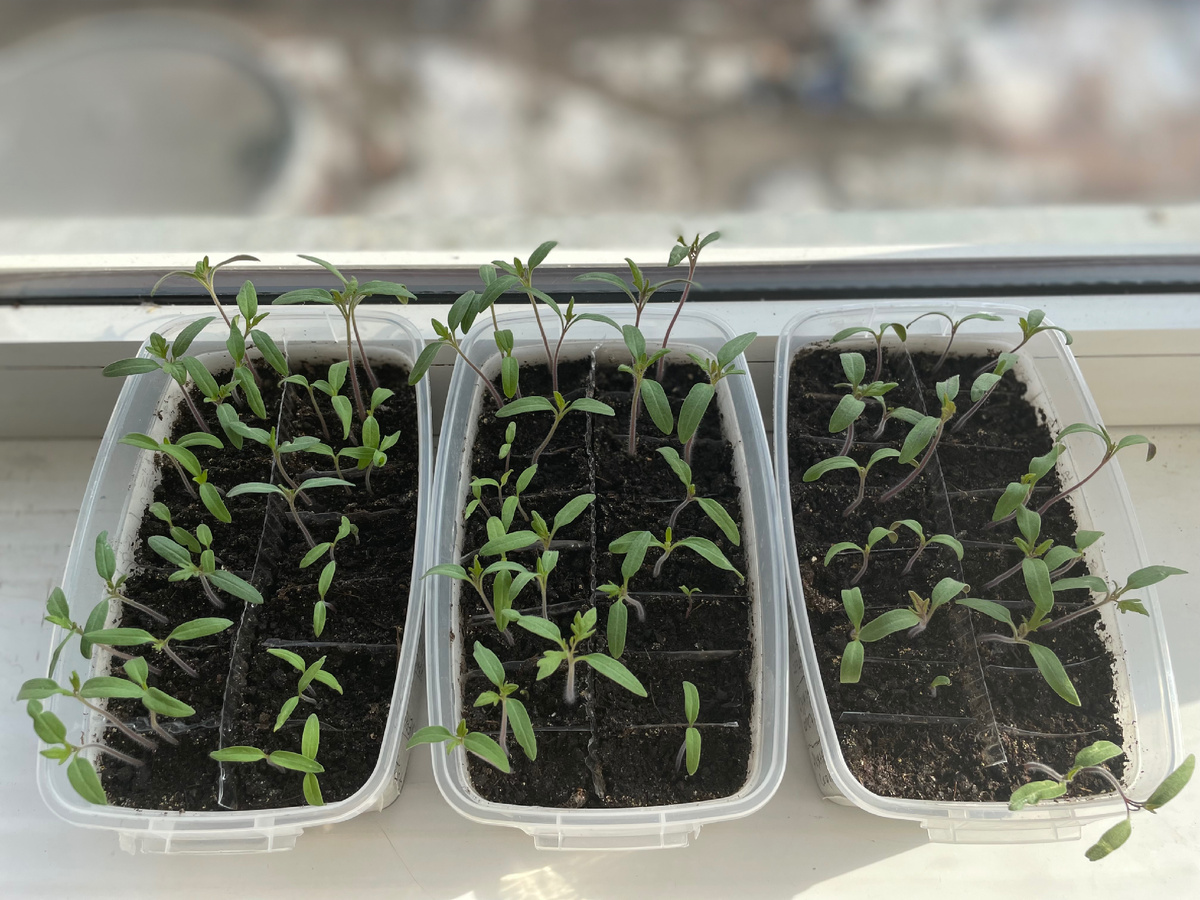 Фото автора. 27.03.2026