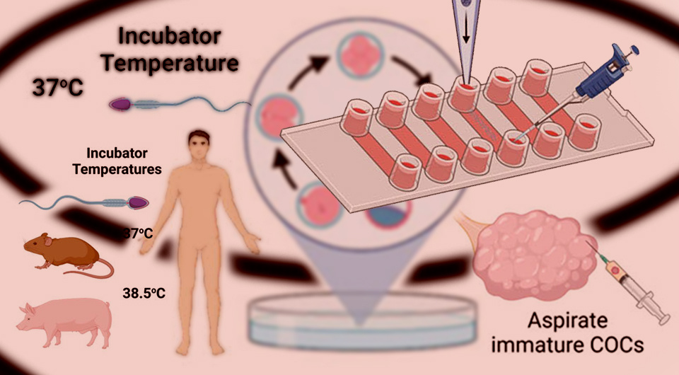   N + 1; Hannah Lyons et al. / Communications Biology, 2026
