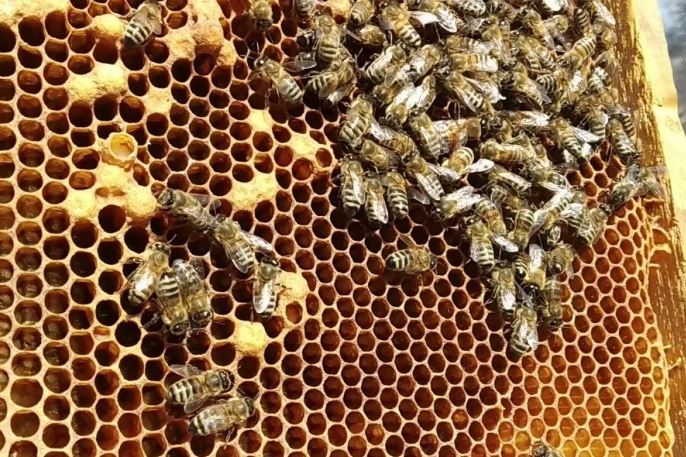 Ячейки с горбатым расплодом