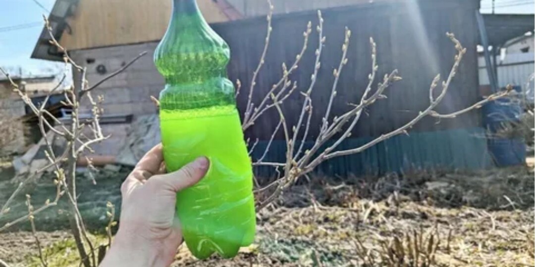 Чтобы смородина радовала крупной чистой ягодой нужно весной провести 3 обработки.