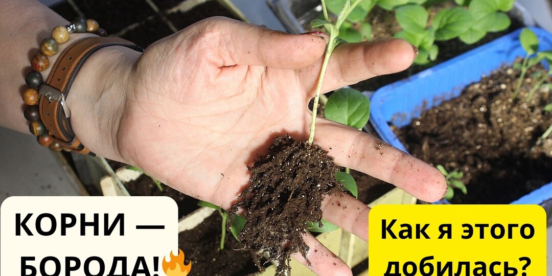 Корни как борода!» 🔥 Почему я пересаживаю перцы и баклажаны только в знаке Рака и что за «живой» грунт я для них готовлю.