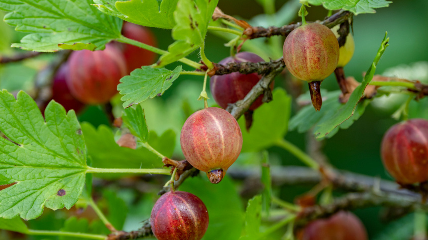    Фото: ИЗВЕСТИЯ/Константин Кокошкин