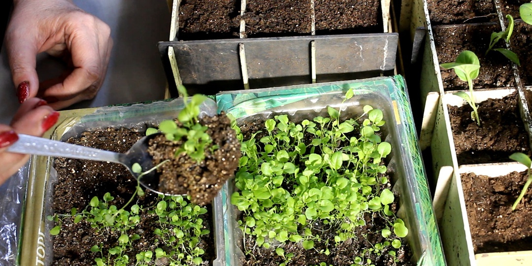 Забудете про хлороз и желтые листья!» 🌸 Мой секрет пышной петунии и лобелии: первый опыт с «умным» питанием и букетная пересадка.