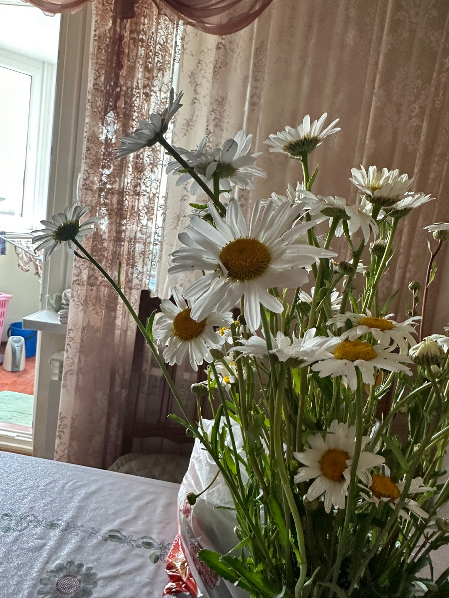 Ромашки с дачи родителей 