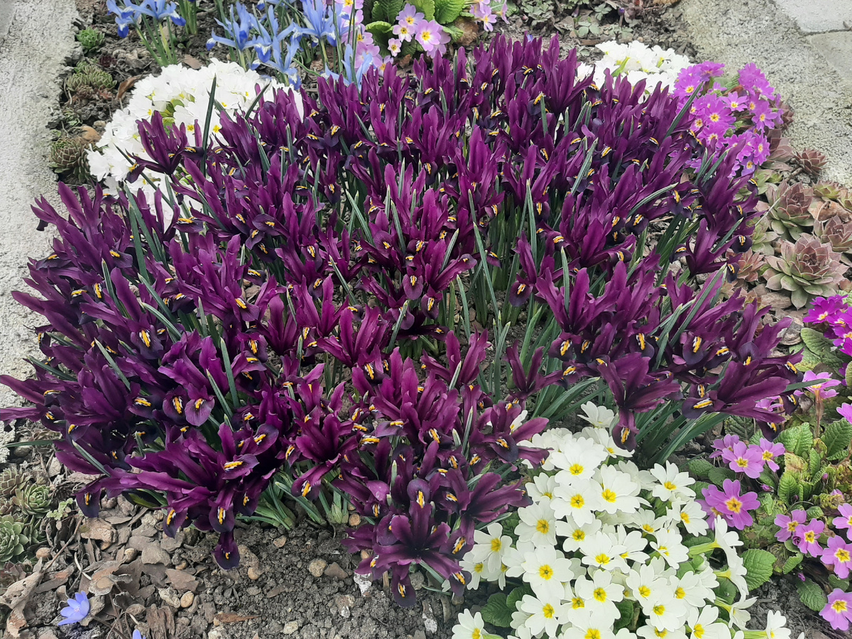 Одна куртина J.S. Dijt 2 фото