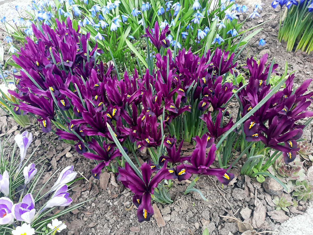 Вторая, она моложе и скромнее