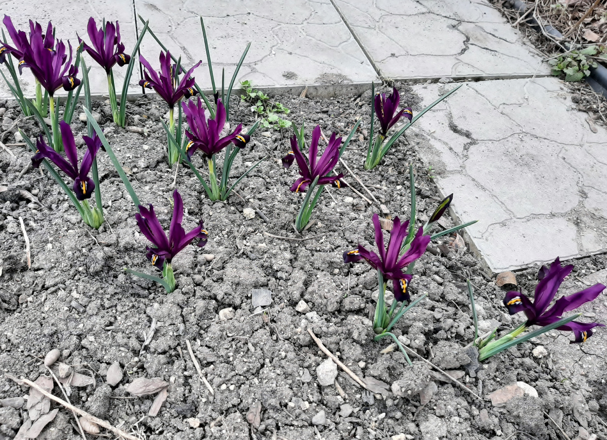 Третья, свежеиспечённая куртина 