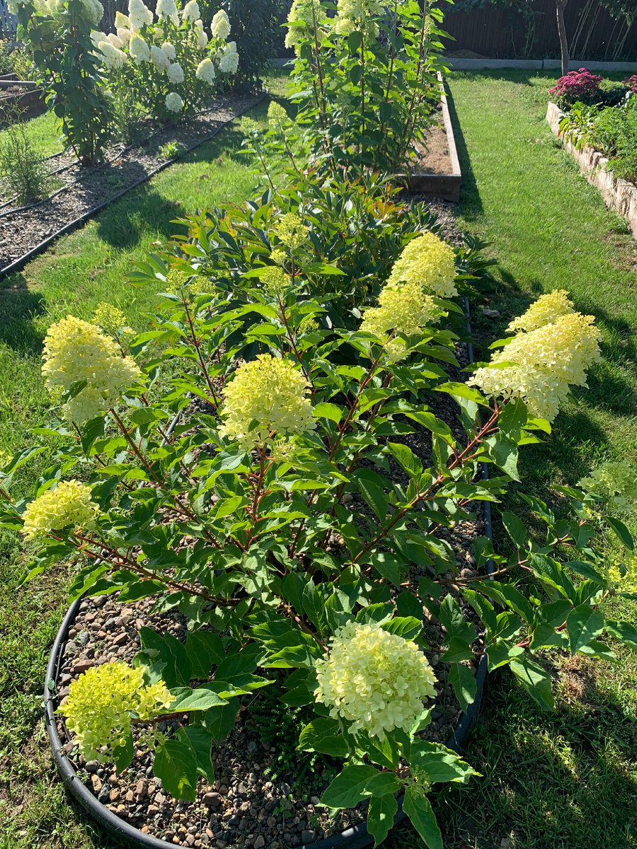 Молодой кустик гортензии Жемчужина фестиваля. Фото Мой второй сад. 