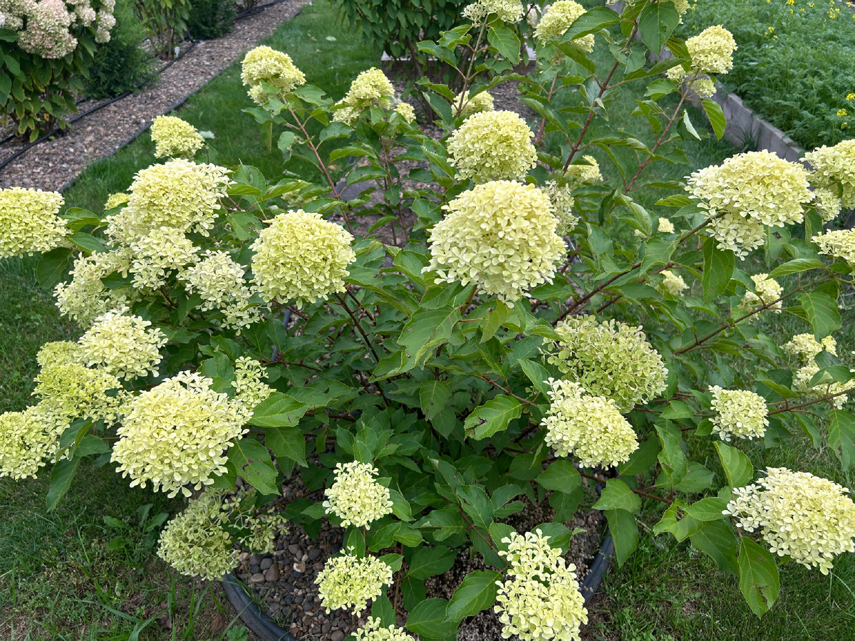 Метельчатая гортензия Жемчужина фестиваля. Фото Мой второй сад