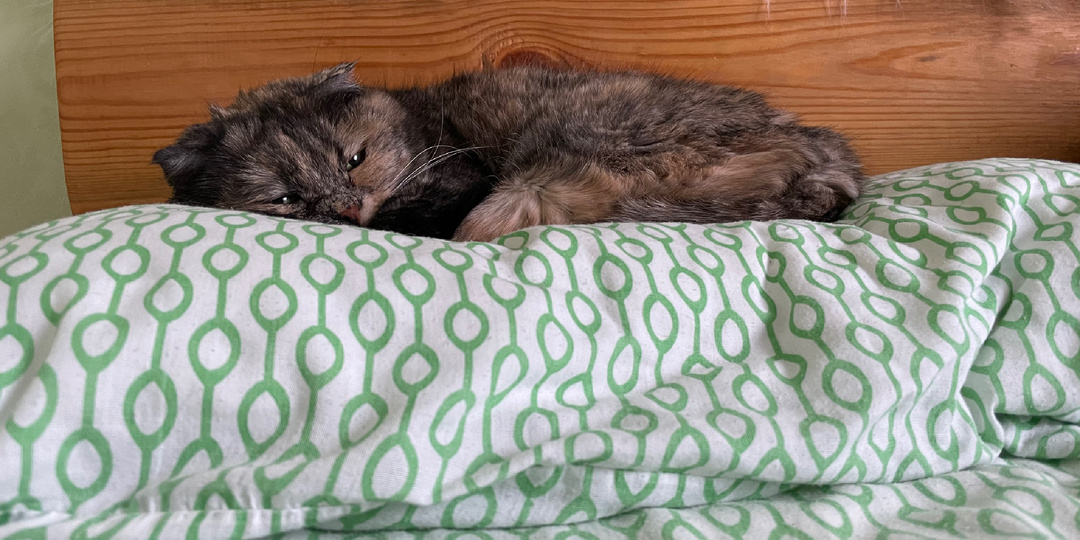 Почему нельзя прогонять кошку, если она заняла ваше место