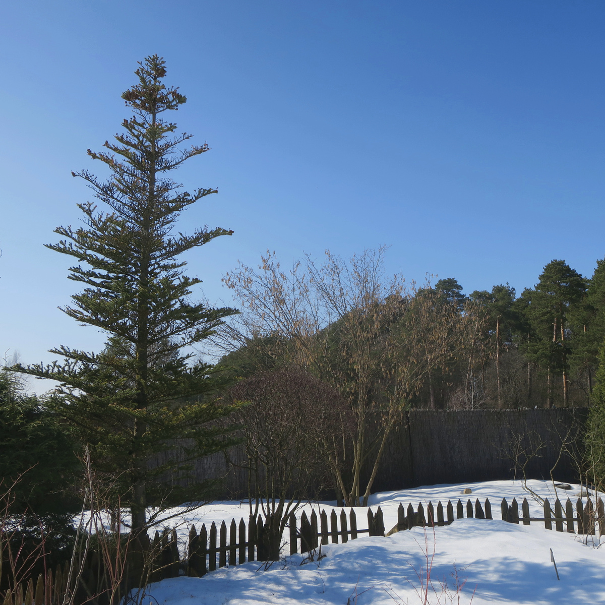 Вид на лесную зону