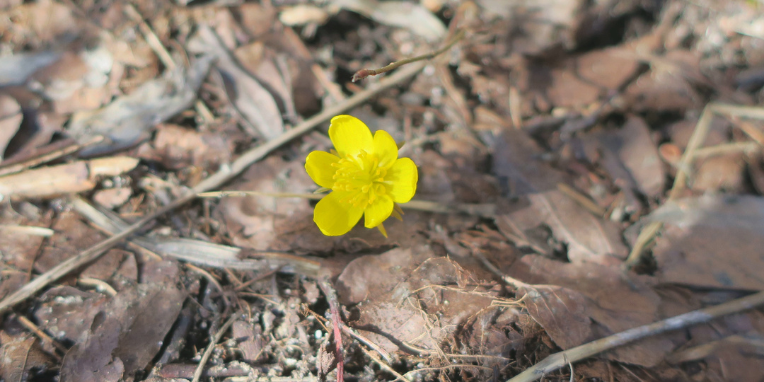 Садовый дневник: весна крадется, кто первый проснулся в моем саду?