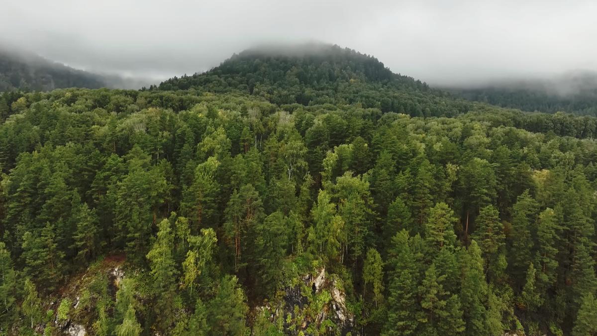 Есть что-то магическое в утреннем тумане, который медленно ползет по склонам гор. В такие моменты кажется, что лес оживает, а время замирает. Идеальный кадр для тех, кто ищет тишины и вдохновения в первозданной природе
