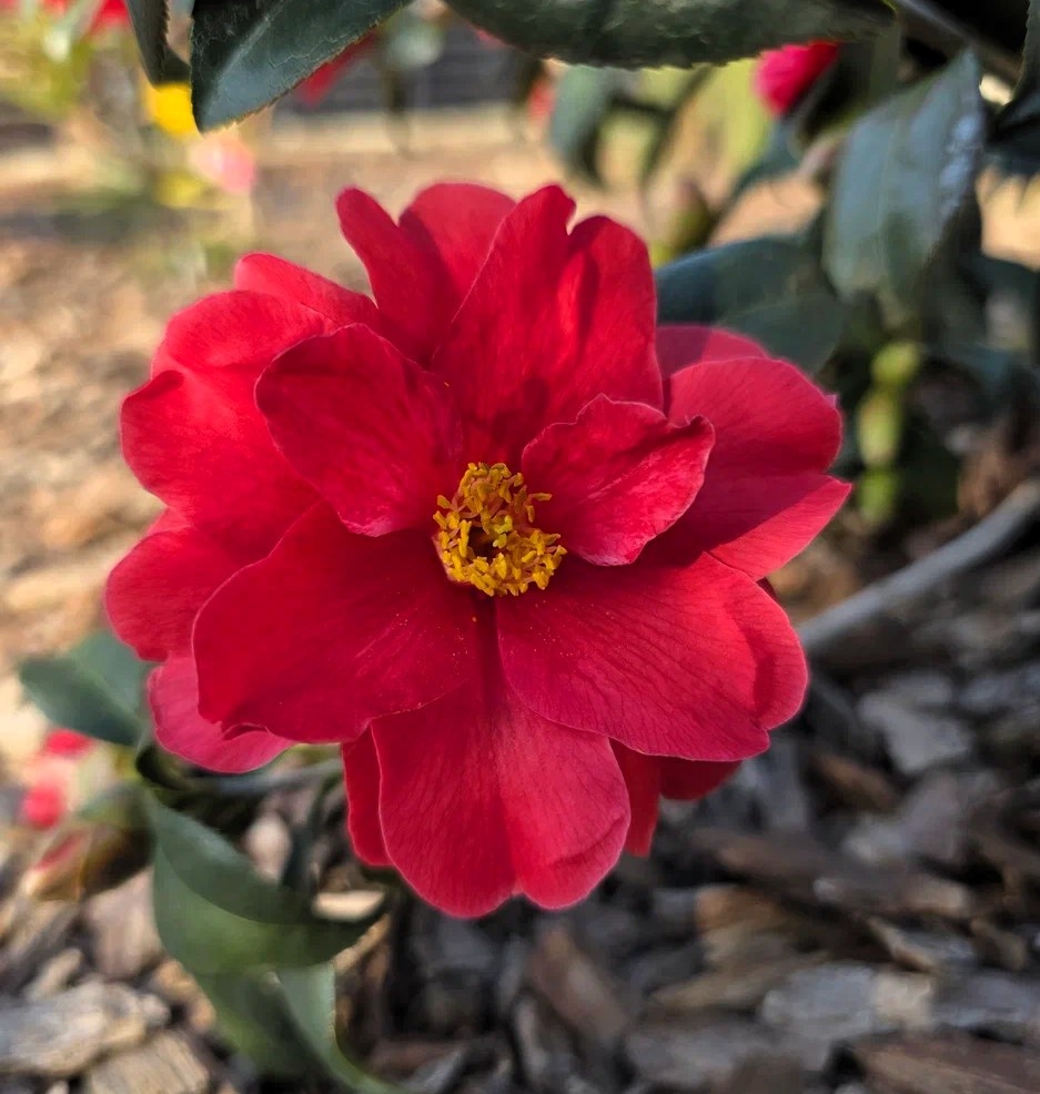 Camellia 'Freedom Bell'. Анапа. Март.