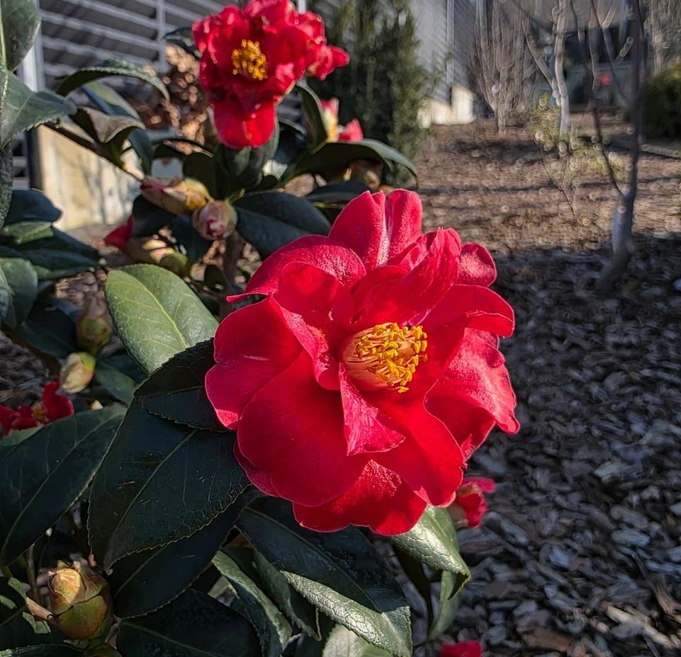 Camellia 'Freedom Bell'. Анапа. Март.