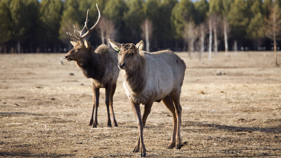 Фото: Мария Старикова / Коммерсантъ