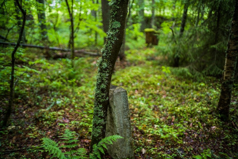    Леса занимают 20 миллионов гектаров, что составляет 63,4% всей территории Томской области Виктор ГУСЕЙНОВ