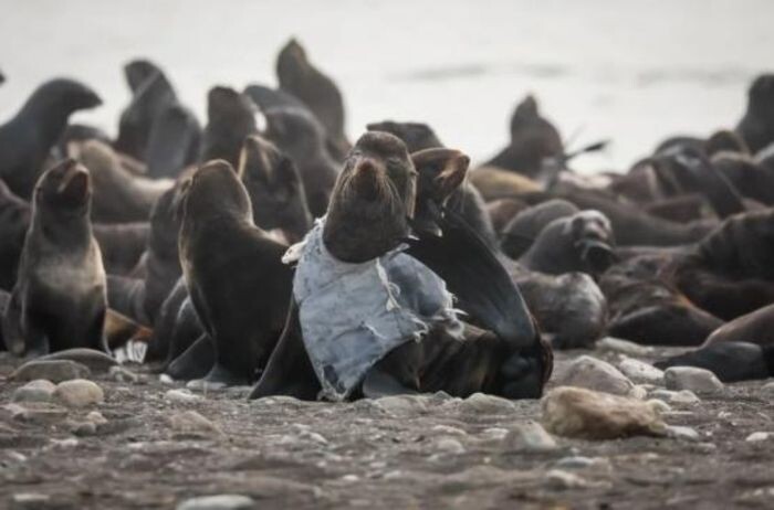 Иллюстрация: ТГ-канал "Друзья Сахалина"
