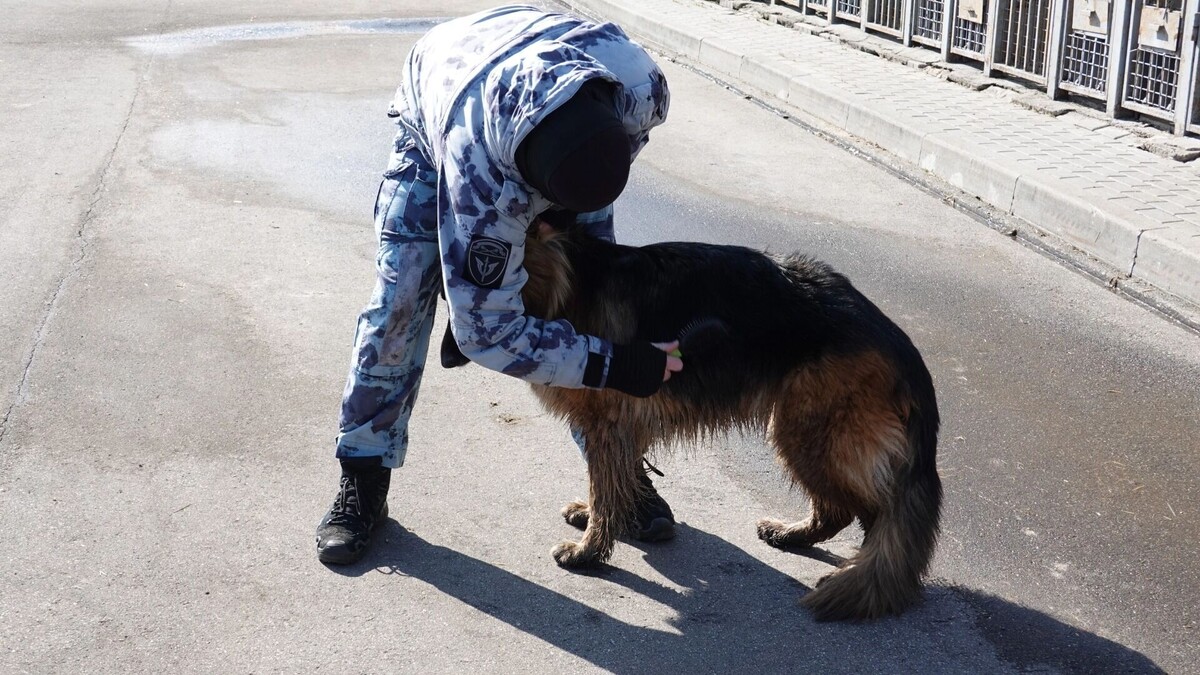    Сергей со своей собакой Мирой — напарники.   newizv.ru