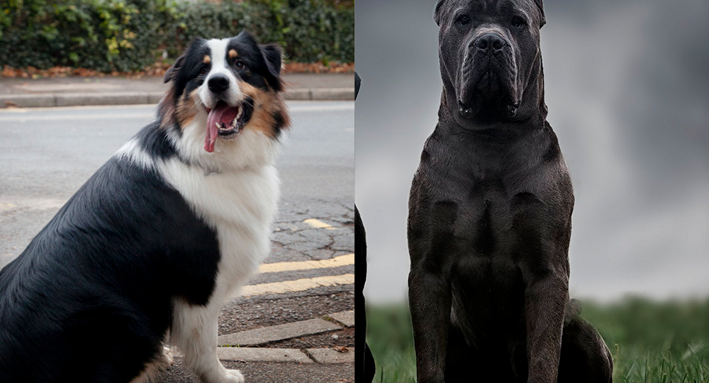 Эти 5 пород выглядят как охранники - но чужих они обожают больше своих