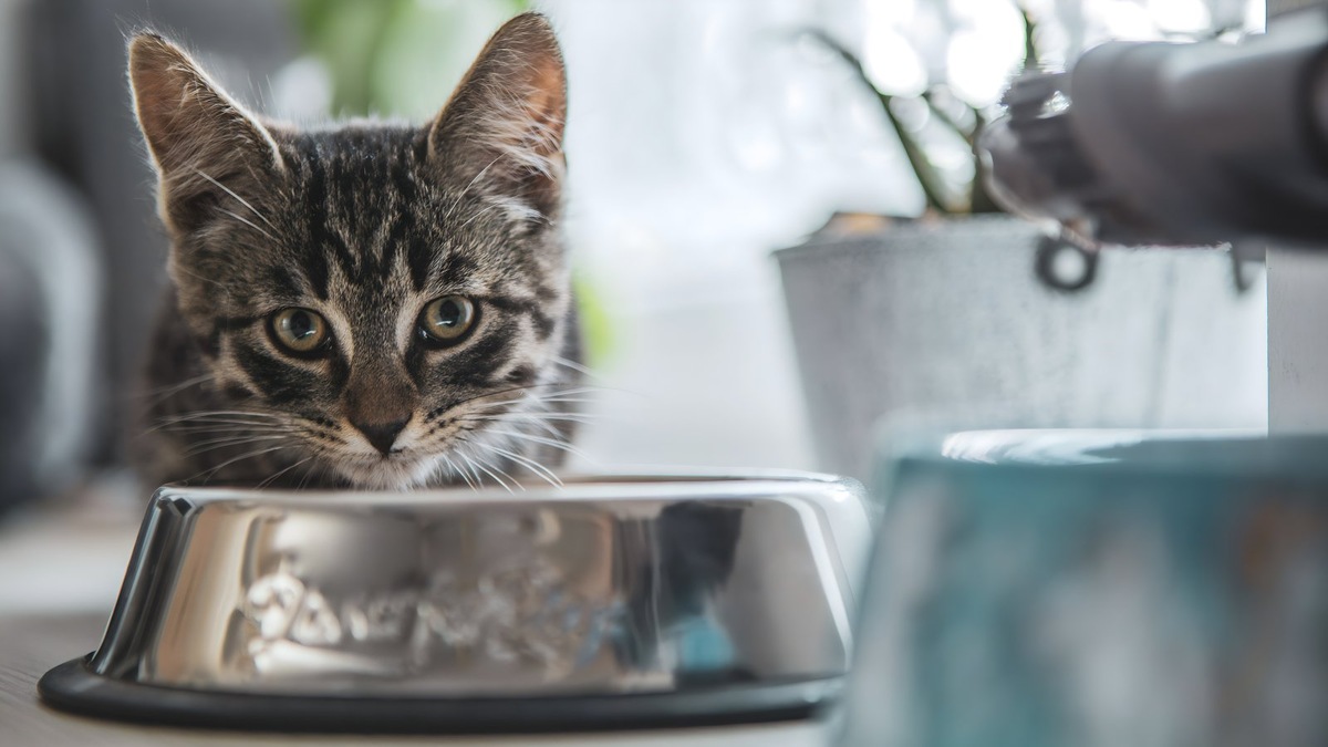    Капусту можно давать в небольших количествах, чтобы не вызвать у кошки нарушение работы ЖКТ