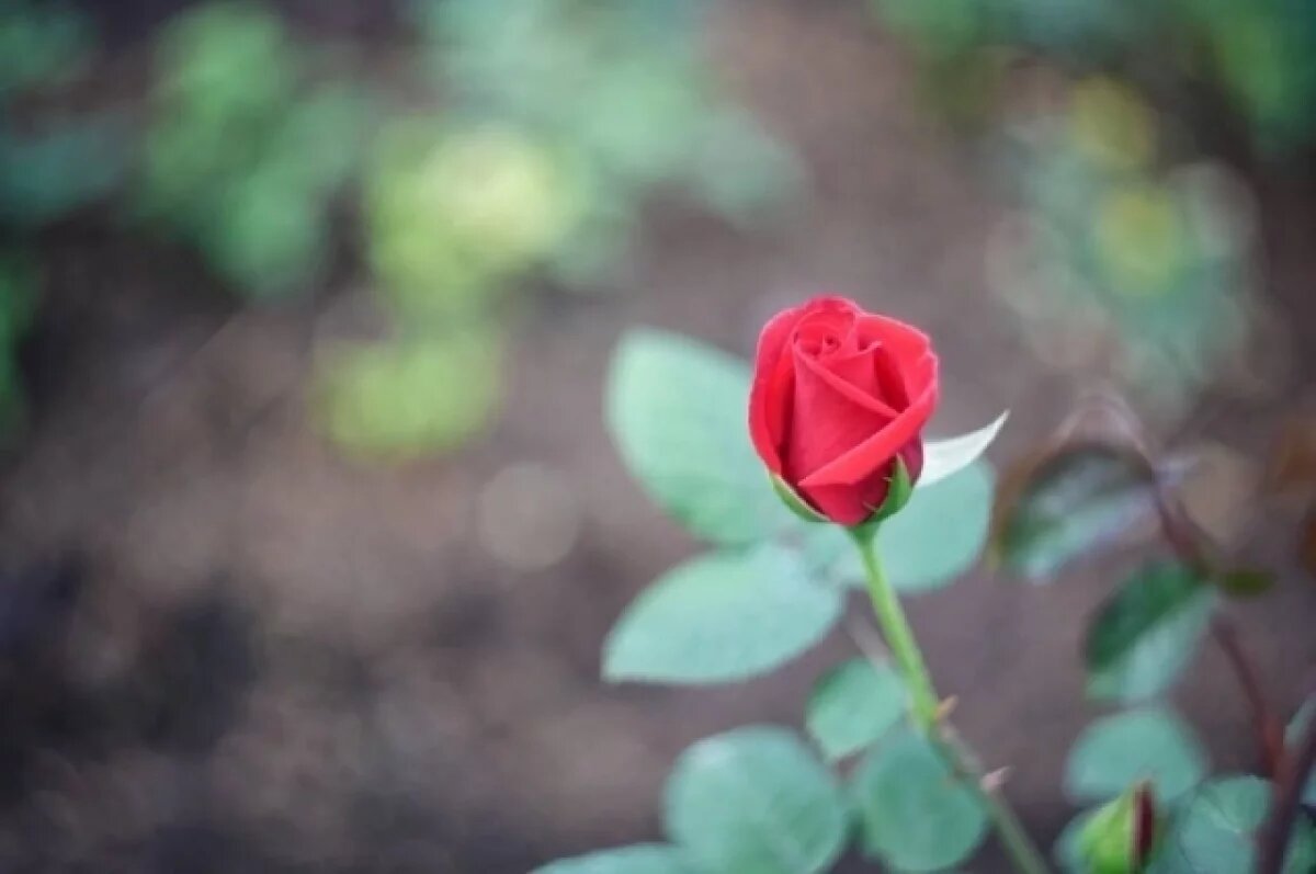    В Калининграде зафиксированы случаи кражи цветов с клумб