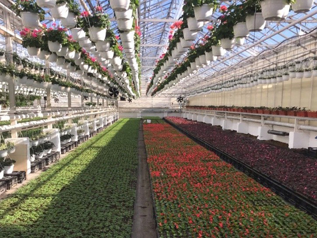 2600 феромонных ловушек поставит Россельхознадзор в Твери и Ярославле