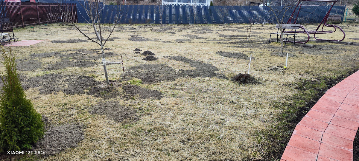 Сегодня наш газон.