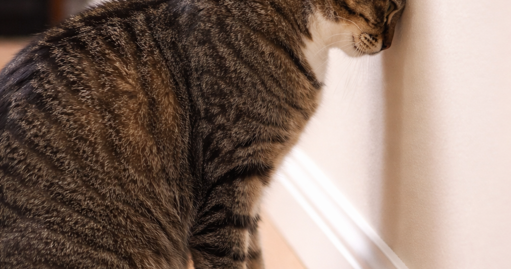 Кошка стоит и упирается лбом в стену. Это не странность, а тревожный сигнал