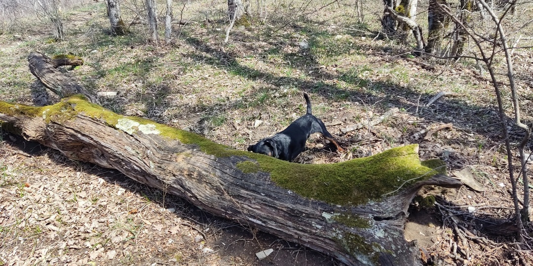 Чему меня научил мой ягдтерьер: 5 уроков выдержки от маленькой собаки
