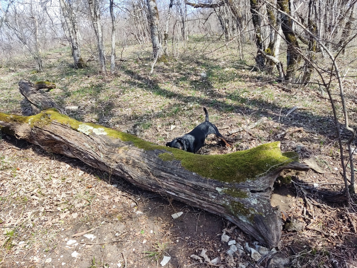 Чему меня научил мой ягдтерьер: 5 уроков выдержки от маленькой собаки