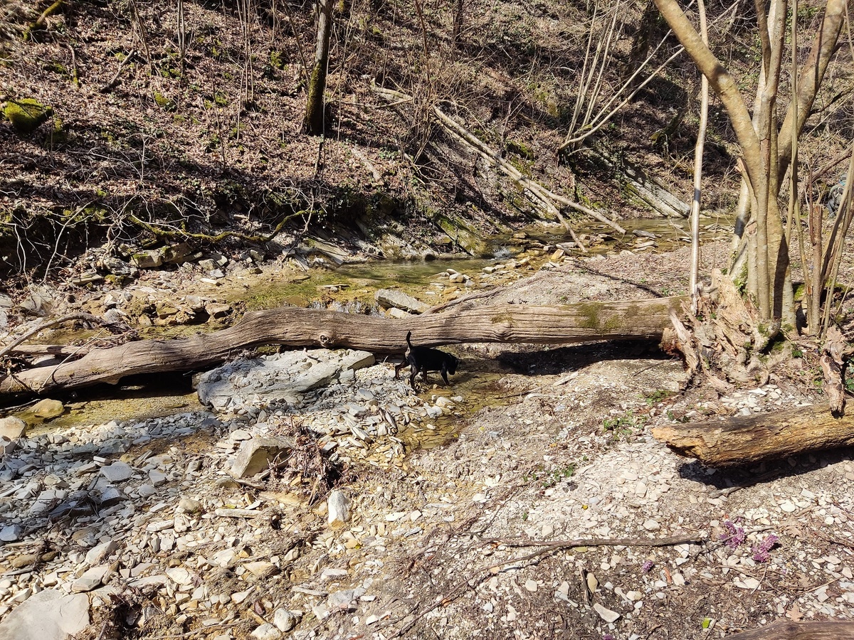 Чему меня научил мой ягдтерьер: 5 уроков выдержки от маленькой собаки