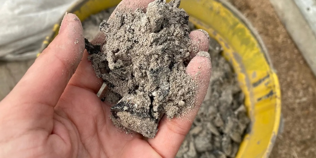 Рассада, которая НЕ ЛЮБИТ ЗОЛУ. Мало кто знает об этом