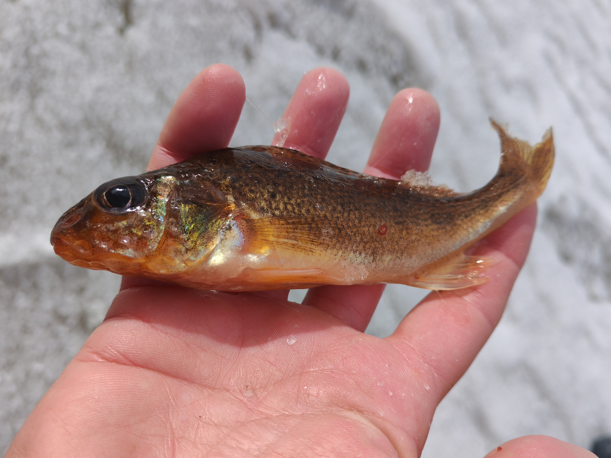 Не самый крупный ерш, но очень красивого цвета