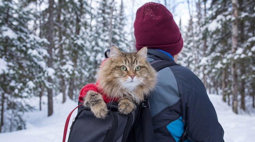 Как пушистые исследователи меняют представление о приключениях