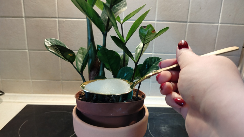    Фото progorod43.ru