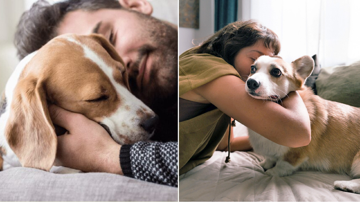 Собаки и люди