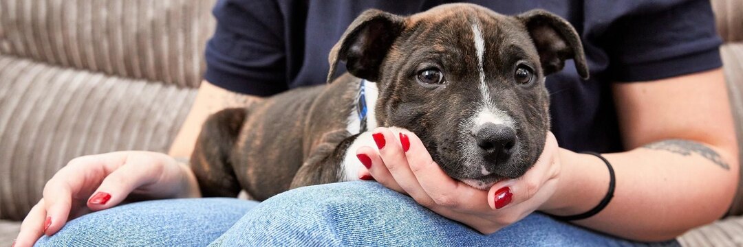 5 признаков, что вы одержимы своей собакой: узнали себя?