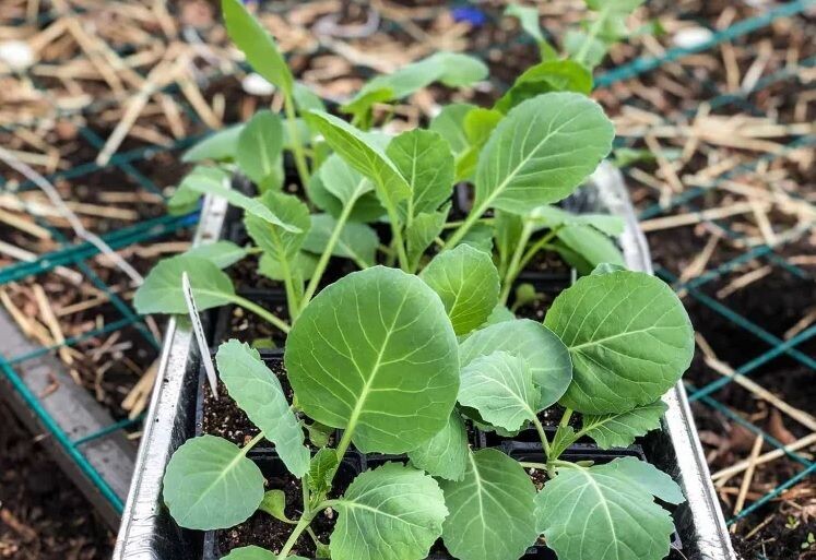 Когда сажать капусту на рассаду в 2026 году: точные сроки, секреты выращивания и популярные сорта