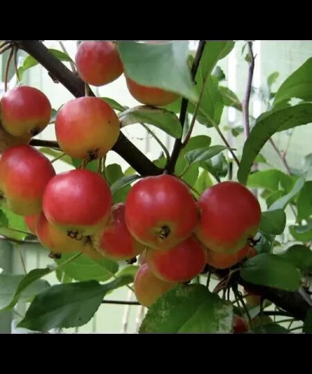 Яблоня Раечка: колонновидная сладость с высокой зимостойкостью