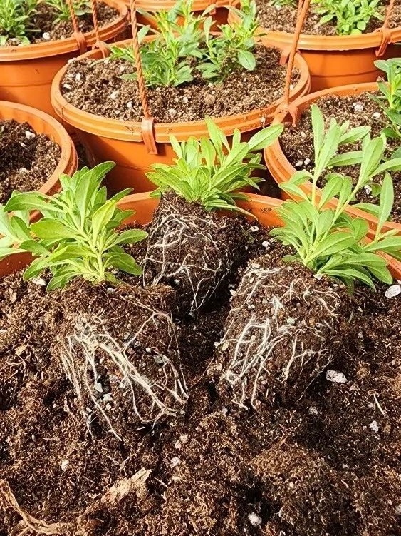 как черенковать петунию