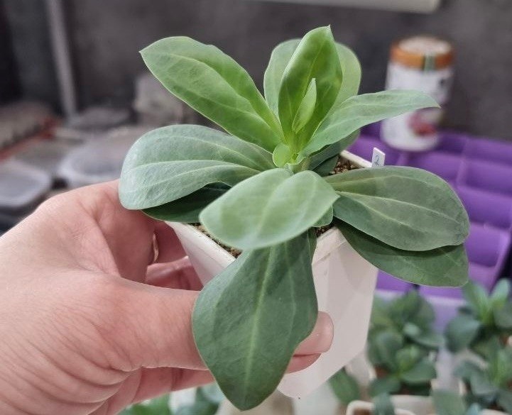 как размножить петунию черенками