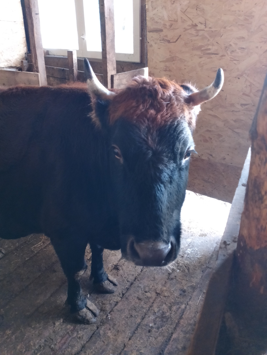 Моя Зоренька